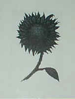 sketch_sunflower_1998.jpg (8586 bytes)